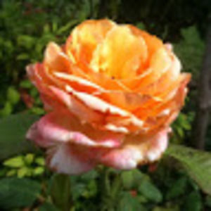 Meet your Posher, Sonya